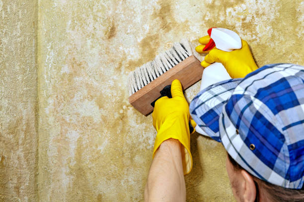 Best Mold Removal for HVAC Installations  in Kingstree, SC