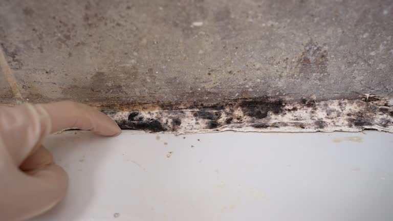 Best Crawl Space Mold Remediation  in Kingstree, SC