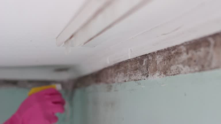 Best Biohazard Mold Removal  in Kingstree, SC